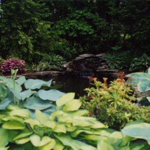 With a gently flowing waterfall, this liner pond complemented by aquatic plants and native stone gives the appearance of a natural pond.