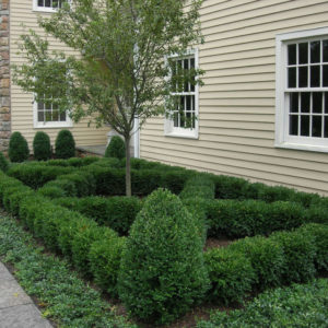 Pruning is essential to maintain the look of formal hedging.