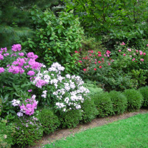 This colorful border garden hedged with boxwoods was designed to create privacy.