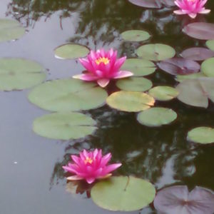 Blooming aquatic plants enhance the beauty of any pond.