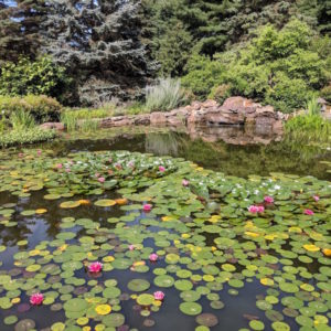 Liner ponds can be created to have the appearance of a natural pond with fish and aquatic plants.