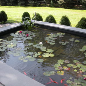 This raised pond with aquatic plants and fish is enjoyed and easily viewed by the whole family.
