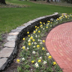 This natural Pennsylvania fieldstone retaining wall creates a space for a spring blooming garden bed.