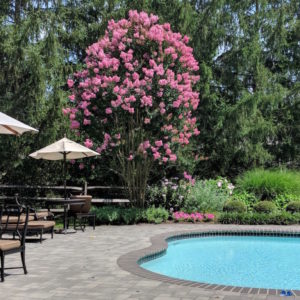 A well designed pool garden displays a variety of colors, varying plant heights and textures.