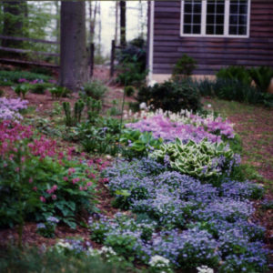 Woodland Gardens - A woodland garden can be designed using a variety of plants that are colorful and blend into the natural surroundings.